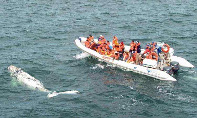 MOON Work 1040 Rigid Hull inflatable Boat and Baby WHALE in Puerto Madryn