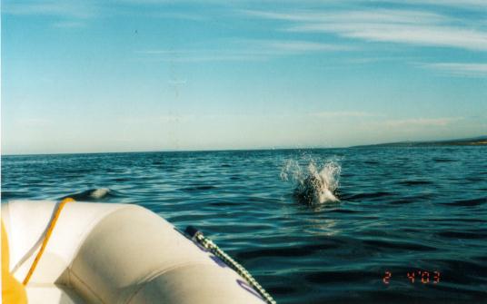 Bote Inflable MOON 440 Turismo DELFINES Estrecho de Magallanes Patagonia Astilleros Lunamar Semirrigidos