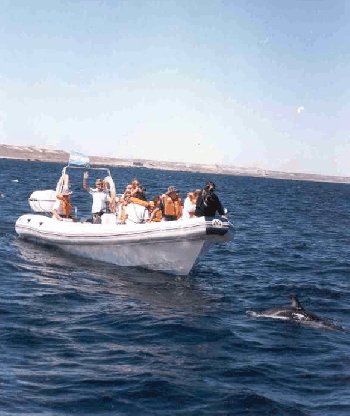 bote SEMIRRIGIDO inflable MOON WORK 1040 avistaje de ballenas delfines puerto madryn 