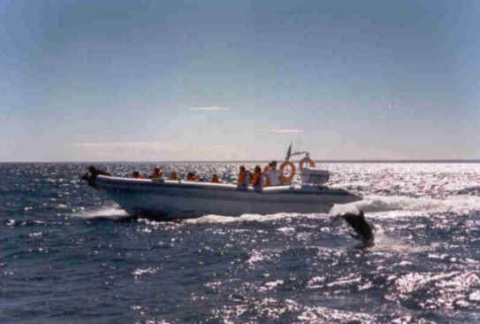 bote SEMIRRIGIDO inflable MOON WORK 1040 avistaje de ballenas delfines puerto madryn 