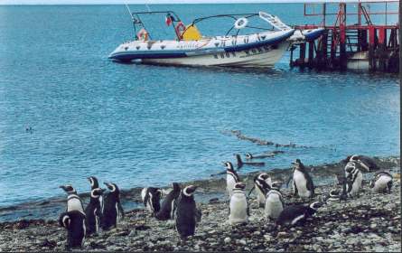 Excursion Isla Magadalena Navegacion Avistaje Pinguinos, Delfines.  Patagonia Turismo Aventura