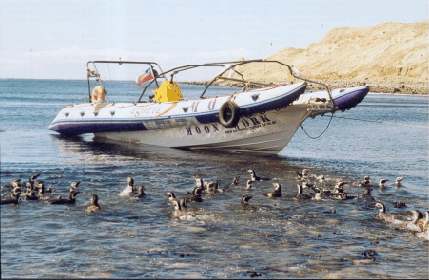 Trip to Magdalena Island in Straits of Magallean Pinguins, Dolphins watch Patagonia Adventure Eco Tourism