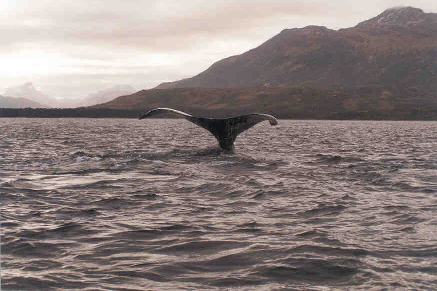 Travesia a Seno Ballena Isla Carlos III Avitaje Patagonia Turismo Aventura