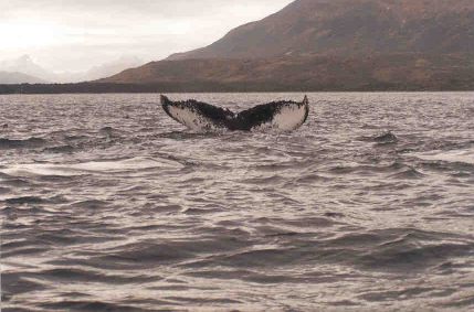 Travel to Whale shelter in Carlos III island Whale Watch Patagonia Adventure Tourism