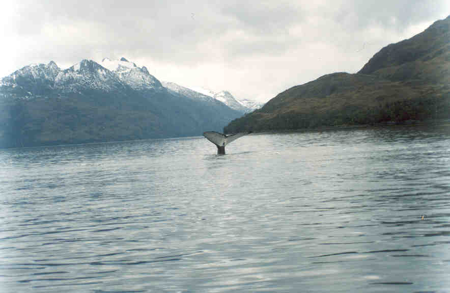 Travel to Whale shelter in Carlos III island Whale Watch Patagonia Adventure Tourism