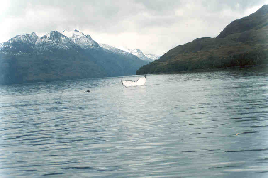 Travesia a Seno Ballena Isla Carlos III Avitaje Patagonia Turismo Aventura