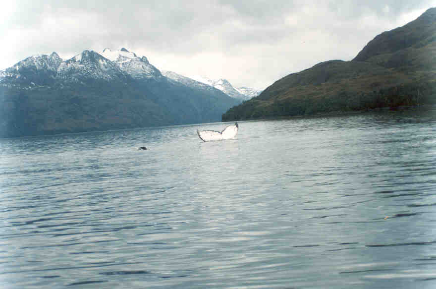 Travel to Whale shelter in Carlos III island Whale Watch Patagonia Adventure Tourism