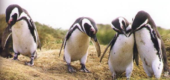 Trip to Magdalena Island in Straits of Magallean Pinguins, Dolphins watch Patagonia Adventure Eco Tourism