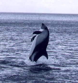 Trip to Magdalena Island in Straits of Magallean Pinguins, Dolphins watch Patagonia Adventure Eco Tourism