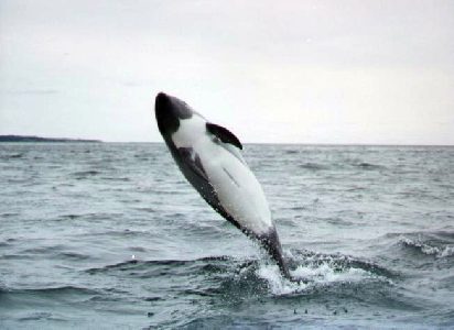 Excursion Isla Magadalena Navegacion Avistaje Pinguinos, Delfines.  Patagonia Turismo Aventura