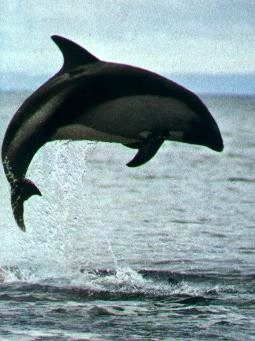 Excursion Isla Magadalena Navegacion Avistaje Pinguinos, Delfines.  Patagonia Turismo Aventura