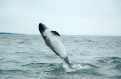 Patagonia Off Shore expediciones australes